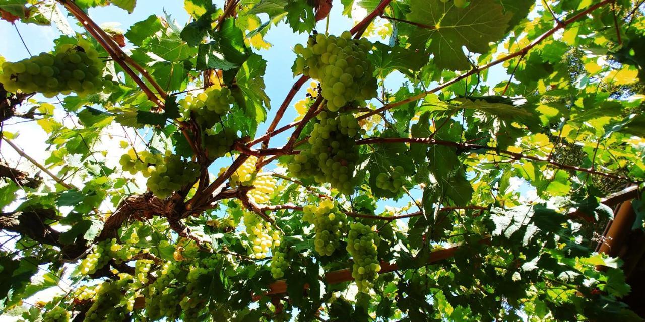 Hotel Agricamping Ponteraggio N.1 Dolceacqua Zewnętrze zdjęcie