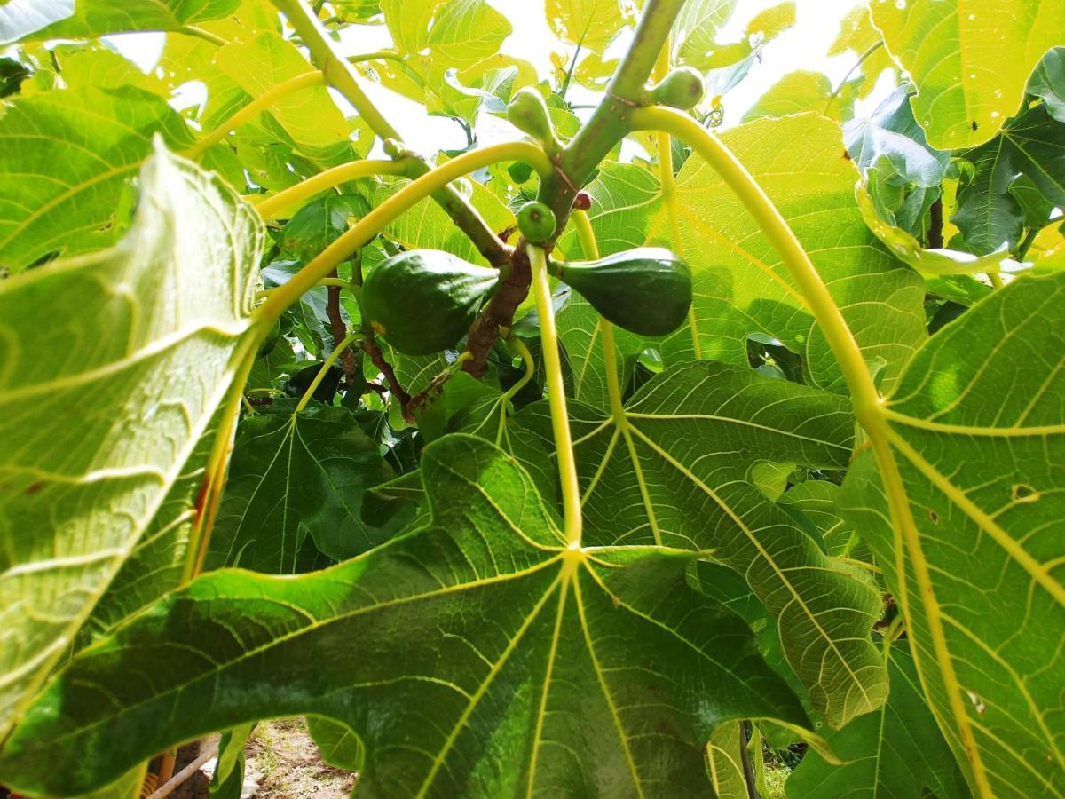 Hotel Agricamping Ponteraggio N.1 Dolceacqua Zewnętrze zdjęcie