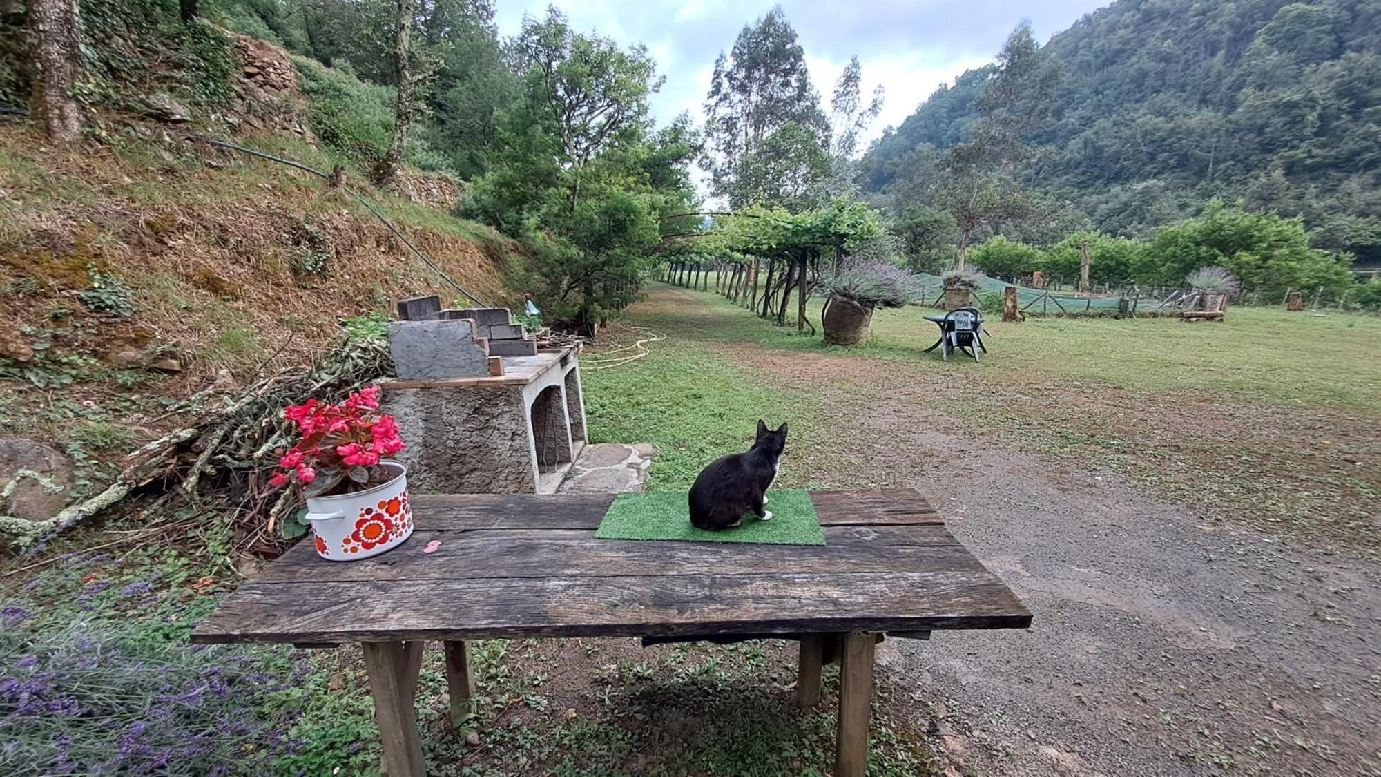 Hotel Agricamping Ponteraggio N.1 Dolceacqua Zewnętrze zdjęcie